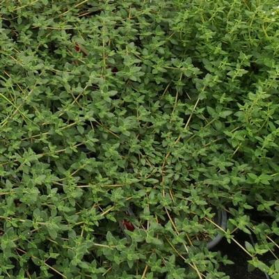 Thyme Summerdreams® Rose