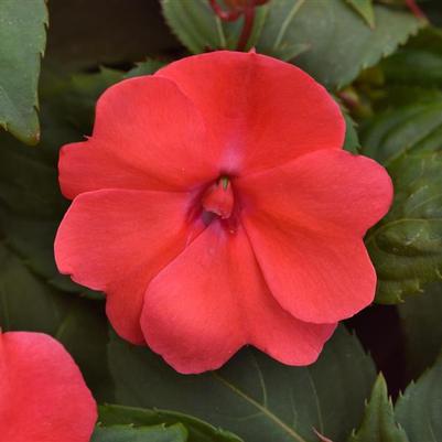 Impatiens Solarscape® Salmon Punch