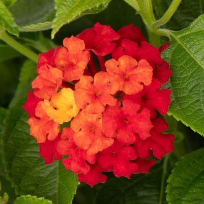 Lantana Hot Blooded® Mega Red