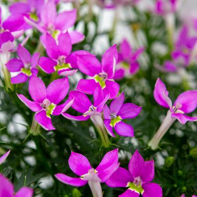 Isotoma Bottle Rocket Pink
