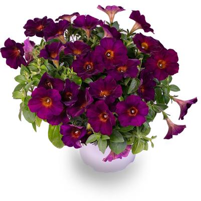 Petunia Flower Shower Golden Eye Purple