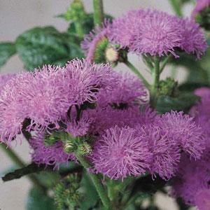 Ageratum Blue Horizon