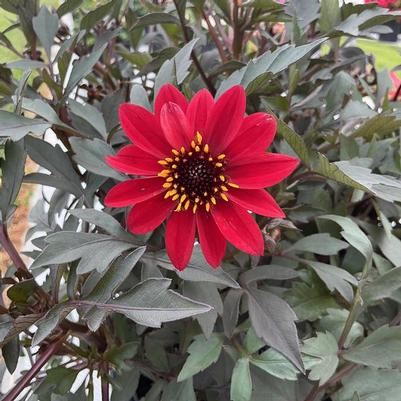 Dahlia pinnata Black Forest Ruby