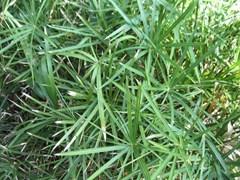 Cyperus involucratus Umbrella