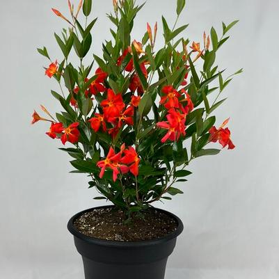 Dipladenia Sun Parasol® Fired Up Orange