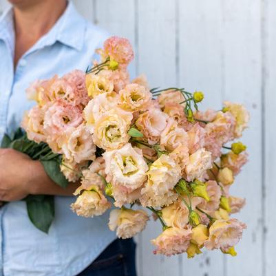 Lisianthus Voyage 2 Champagne