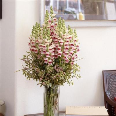 Snapdragon Maryland Plumblossom