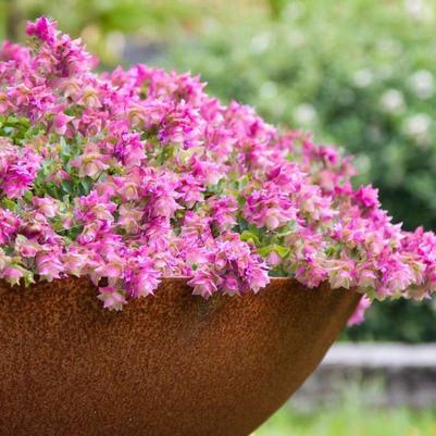 Origanum Bellissimo 