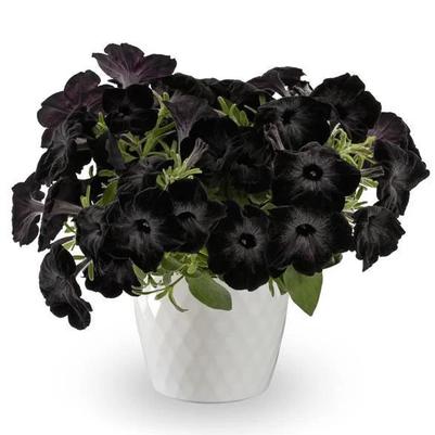 Petunia Fun House™ Black Widow