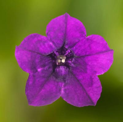 Petunia Itsy™ Blue