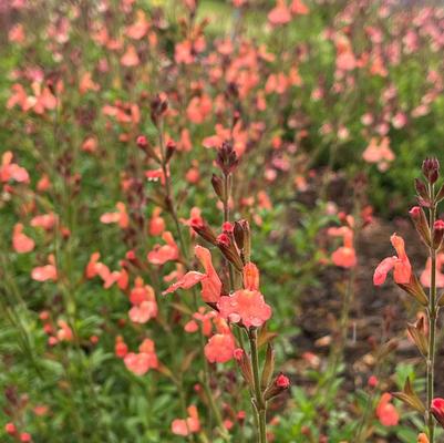 Salvia Vibe® Orange
