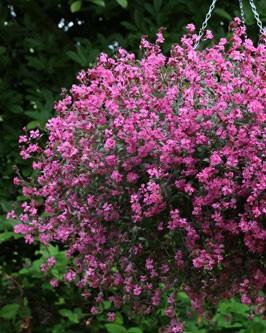 Silene pendula Sibella Carmine