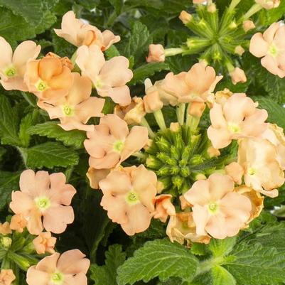 Verbena Muffin Apricot