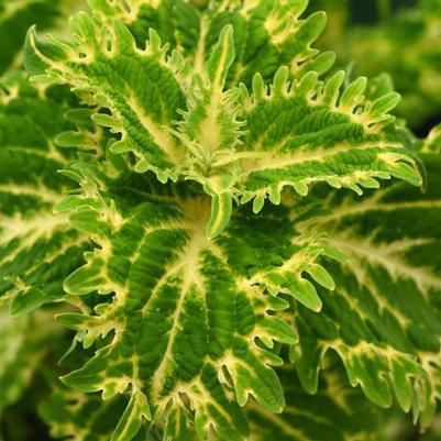 Coleus ChargedUp™ Keylime Fringe