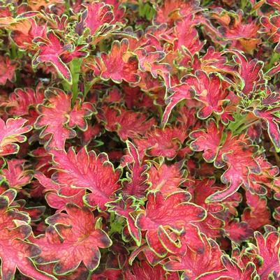 Coleus Copinto Planter's Punch