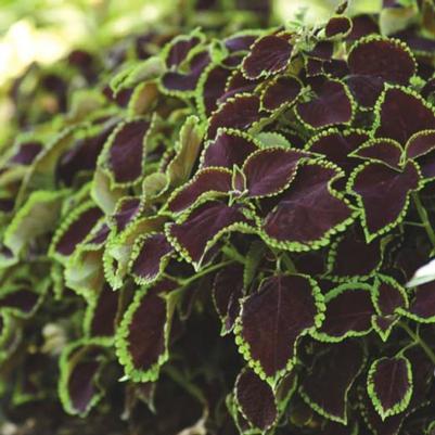 Coleus Talavera™ Chocolate Mint
