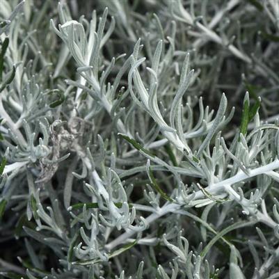 Helichrysum Silver Threads