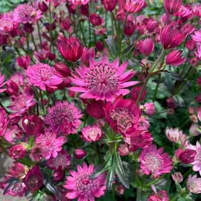 Astrantia major Cerise Button