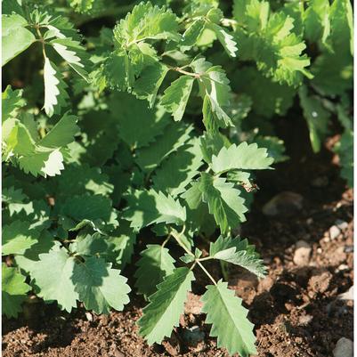 Burnet Salad