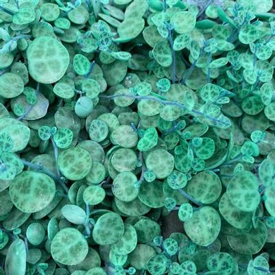 Peperomia String of Turtles