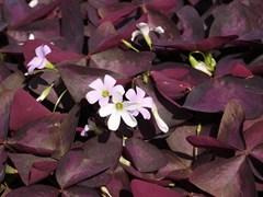 Oxalis Triangularis