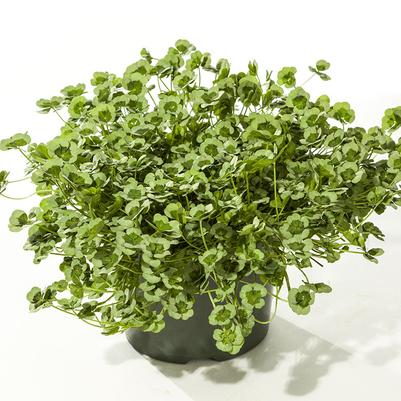 Trifolium 4 Luck® Green Glow