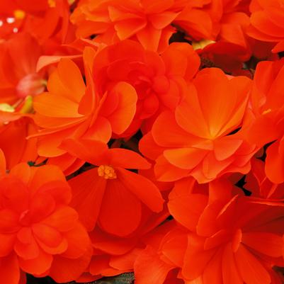 Begonia iCandy™ Inferno