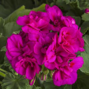 Geranium Calliope&reg; Medium Violet