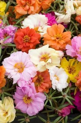 Portulaca grandiflora Sundial Volcano Mix