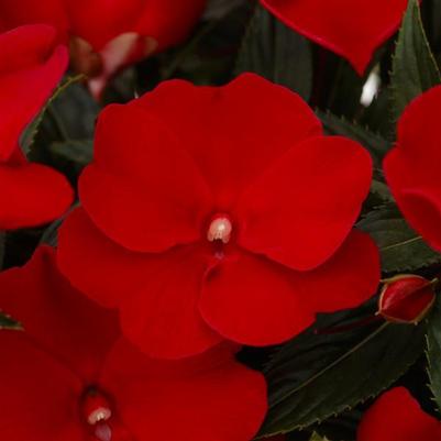 Impatiens Spectra™ Deep Red