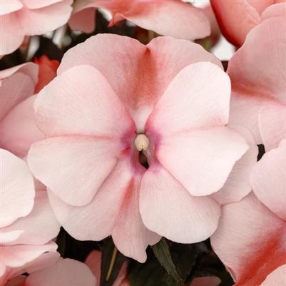 Impatiens Spectra™ Peach Bicolor