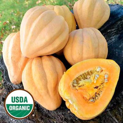 Winter Squash Thelma Sanders