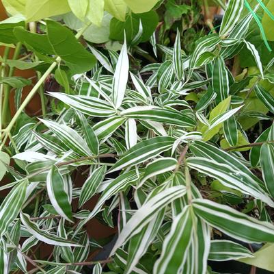 Oplismenus hirtellus Variegated Basket Grass