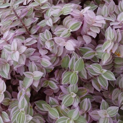 Callisia Callisia repens Pink Lady