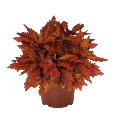 Coleus Down Town Santa Fe