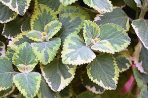 Plectranthus Lemon Twist