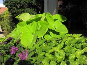Xanthosoma aurea Lime Zinger