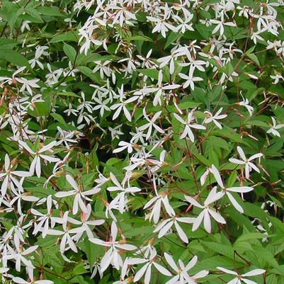 Gillenia trifoliata 