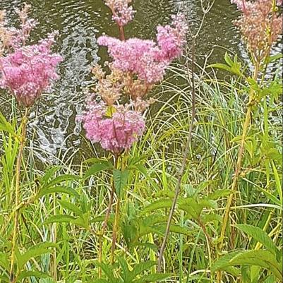 Filipendula rubra 