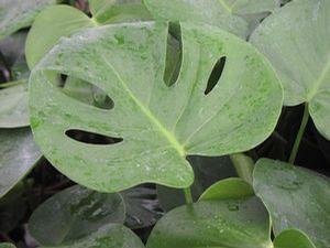 Monstera deliciosa 