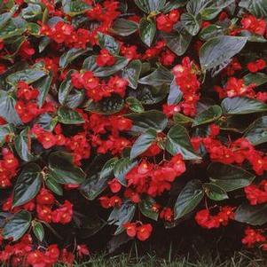 Begonia Dragon Wing® Red