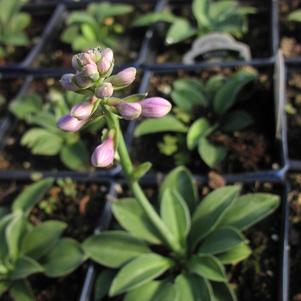 Hosta Blue Mouse Ears
