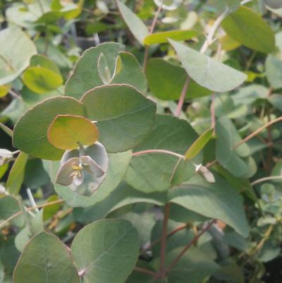 Eucalyptus Silver Dollar