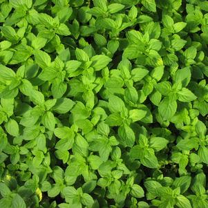 Mint Ginger