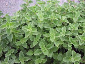 Oregano Hot and Spicy