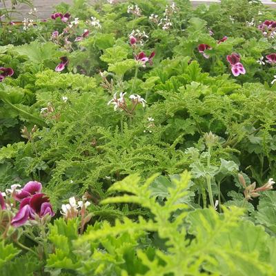 Scented Geranium Mix
