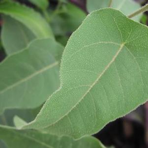 Eucalyptus Lemon Bush