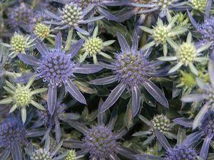 Eryngium planum Blue Hobbit