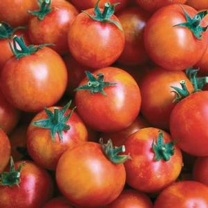 Tomato Isis Candy Cherry