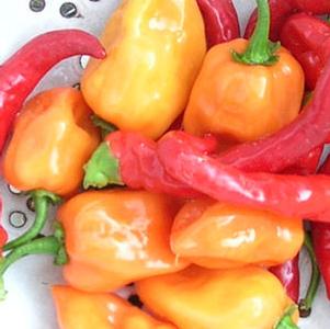 Pepper Fatalii